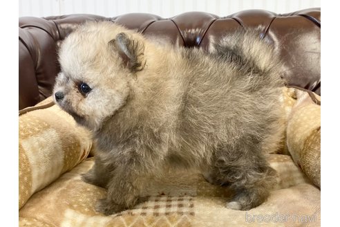 成約済の香川県のポメラニアン-242869の2枚目