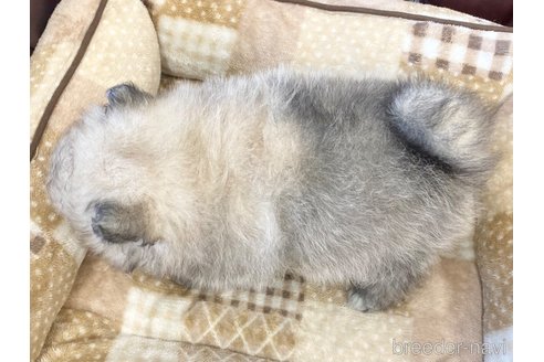 成約済の香川県のポメラニアン-242869の4枚目