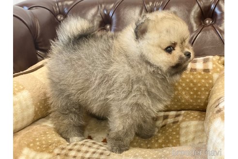 成約済の香川県のポメラニアン-242869の6枚目