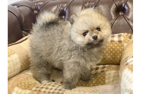 成約済の香川県のポメラニアン-242869の5枚目