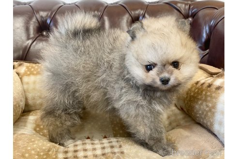 成約済の香川県のポメラニアン-242869の7枚目