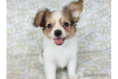 成約済の千葉県のミックス犬-242567の10枚目