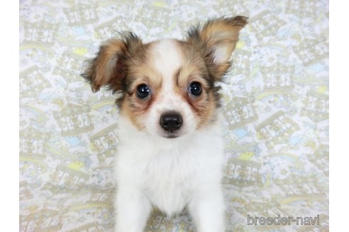 成約済の千葉県のミックス犬-242567の9枚目