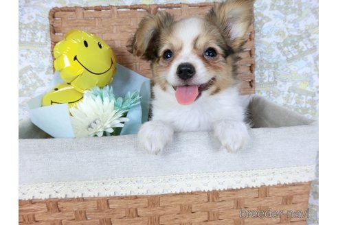 成約済の千葉県のミックス犬-242567の8枚目