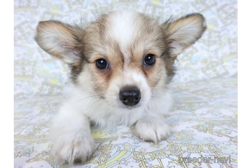 成約済の千葉県のミックス犬-242569の10枚目