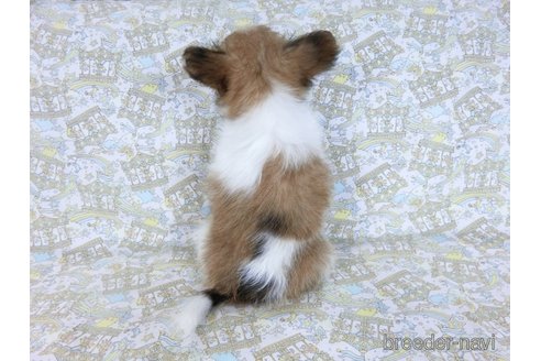 成約済の千葉県のミックス犬-242569の8枚目