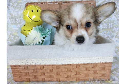 成約済の千葉県のミックス犬-242569の7枚目