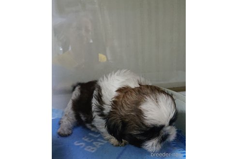 成約済の愛知県のシーズー-243713の13枚目