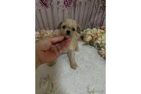 成約済の島根県のティーカッププードル-246890の8枚目