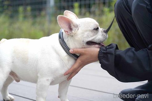 成約済の京都府のフレンチブルドッグ-241728の4枚目