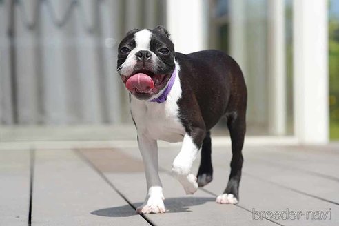 成約済の京都府のボストンテリア-241633の2枚目