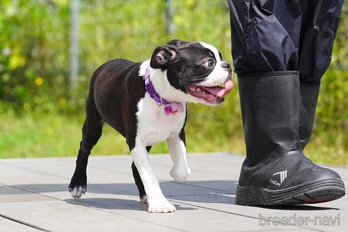 成約済の京都府のボストンテリア-241633の3枚目