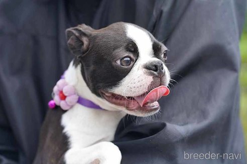 成約済の京都府のボストンテリア-241633の4枚目