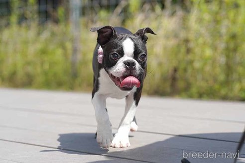 成約済の京都府のボストンテリア-241633の5枚目