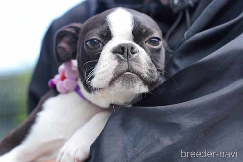 成約済の京都府のボストンテリア-241633の1枚目