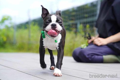 成約済の京都府のボストンテリア-241624の2枚目