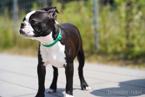 成約済の京都府のボストンテリア-241624の3枚目