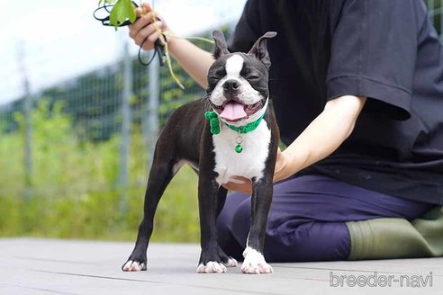 成約済の京都府のボストンテリア-241624の4枚目