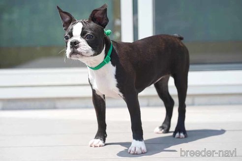 成約済の京都府のボストンテリア-241624の1枚目