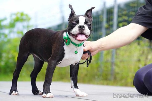 成約済の京都府のボストンテリア-241624の5枚目