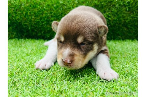 成約済の山梨県のミックス犬-246936の14枚目