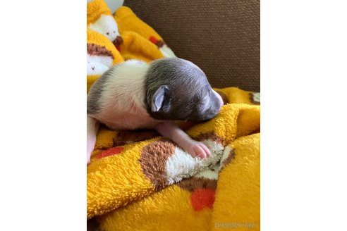 成約済の滋賀県のイタリアングレーハウンド(イタグレ)-246954の25枚目