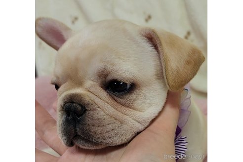 成約済の栃木県のフレンチブルドッグ-241671の13枚目