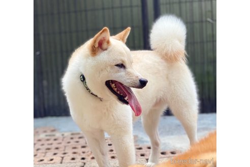 成約済の高知県の柴犬-247003の4枚目