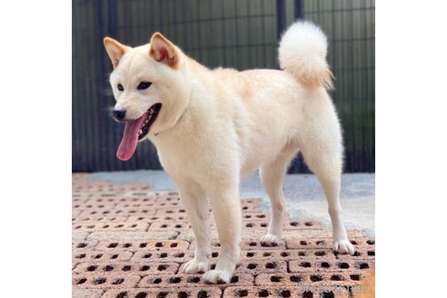 成約済の高知県の柴犬-247003の2枚目