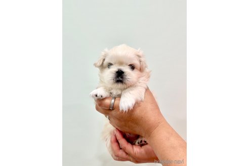 成約済の埼玉県のペキニーズ-240795