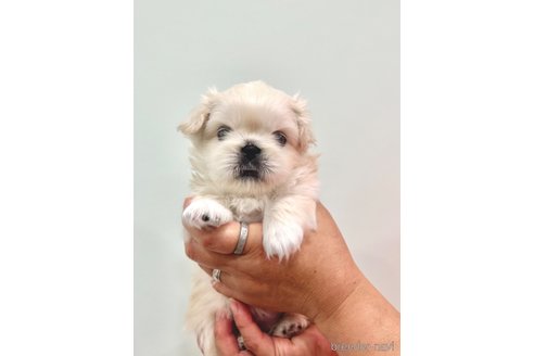 成約済の埼玉県のペキニーズ-240795の2枚目