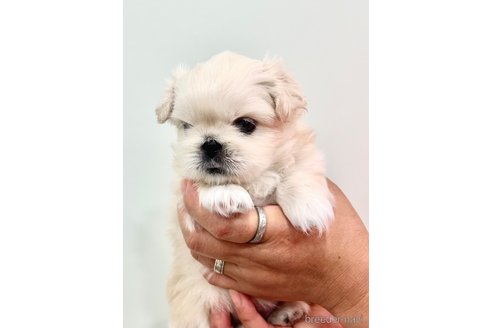 成約済の埼玉県のペキニーズ-240795の5枚目