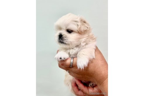 成約済の埼玉県のペキニーズ-240795の4枚目