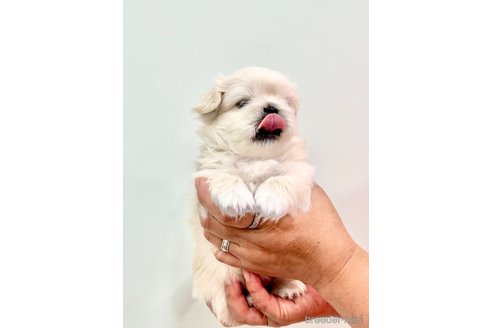 成約済の埼玉県のペキニーズ-240795の3枚目