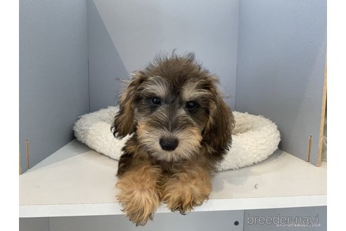 成約済の北海道のミックス犬-243323の2枚目