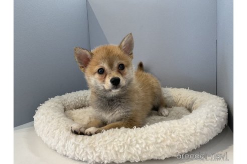 成約済の北海道のミックス犬-243318