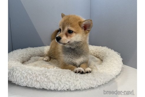 成約済の北海道のミックス犬-243318の3枚目