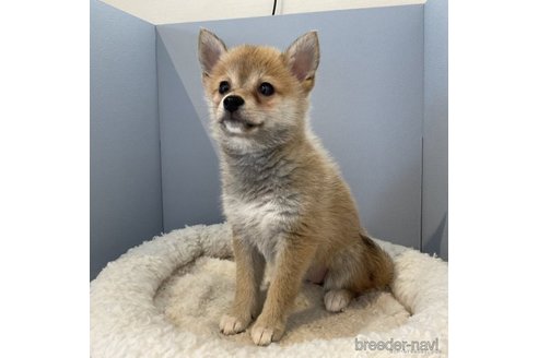 成約済の北海道のミックス犬-243318の2枚目