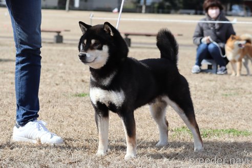 黒駒くん1枚目