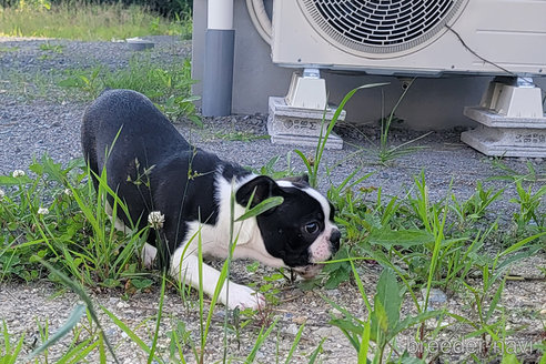 成約済の京都府のミックス犬-241651の2枚目