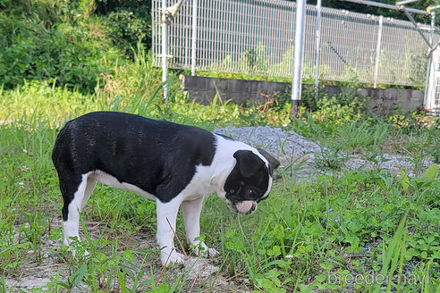 成約済の京都府のミックス犬-241651の5枚目
