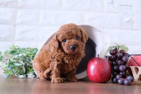 成約済の滋賀県のトイプードル-247156