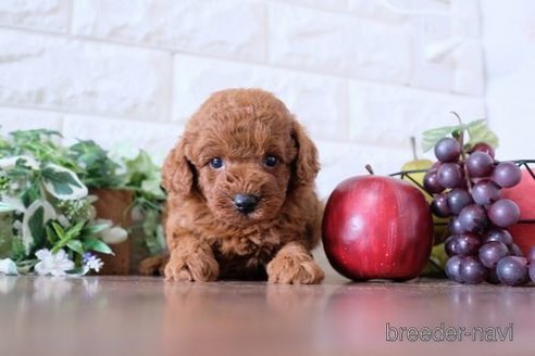 成約済の滋賀県のトイプードル-247156の4枚目