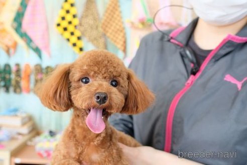 成約済の滋賀県のトイプードル-247156の2枚目