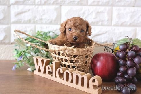 成約済の滋賀県のトイプードル-247157