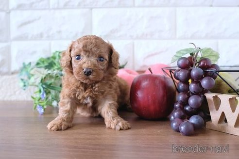 成約済の滋賀県のトイプードル-247157の4枚目