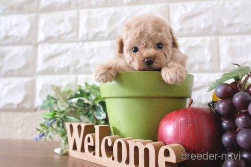 成約済の滋賀県のトイプードル-244606