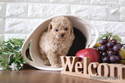 成約済の滋賀県のトイプードル-244606の6枚目