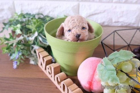 成約済の滋賀県のトイプードル-244606の3枚目