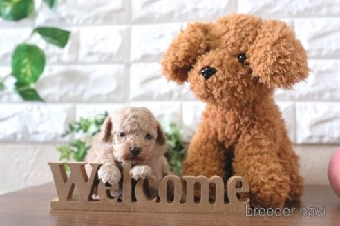 成約済の滋賀県のトイプードル-244606の2枚目